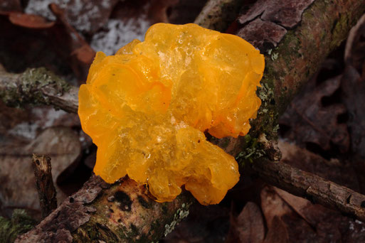 Goldgelber Zitterling - ein Pilz auf Totholz - ein Farbtupfer im Dezember; im Wald bei Ittersbach (G. Franke, 13.12.17)