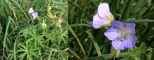 Wiesen-Storchschnabel - Geranium pratense; Ackerrandstreifen an einem Grünweg bei Auerbach (G. Franke, 14.09.2021)