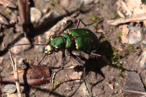 Feld-Sandlaufkäfer - Cicendela campestris; Waldwegrand bei Spielberg (G. Franke)  entdeckt auch an Waldwegen zwischen Bad-Herrenalb und Bernbach und bei Dobel