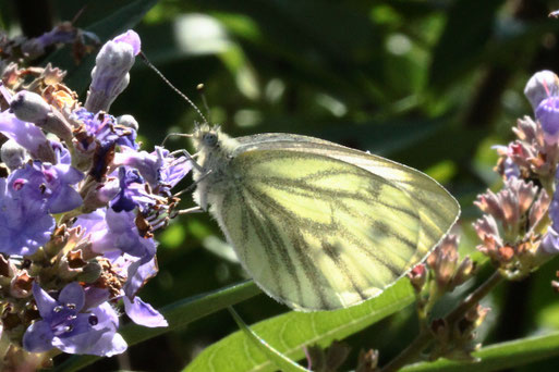 Grünader-Weißling - Pieris napi; bei Karlsbad-Spielberg (18.09.2021)