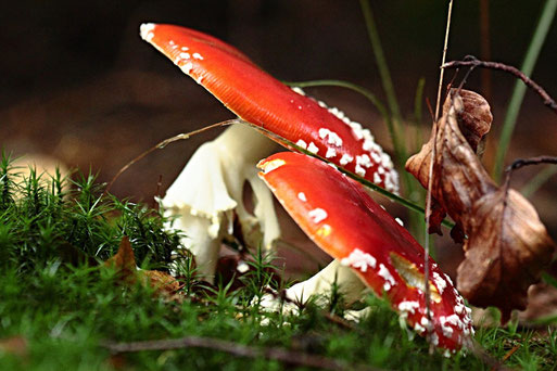 Fliegenpilze an einer Waldwegböschung oberhalb der Diebswiesen (Foto: G. Franke)