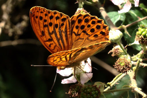 Kaisermantel - Argynnis paphia; Waldwegrand auf Brombeerblüten (G. Franke) an Waldwegen, Lichtungen und Waldrändern, selten im offenen Gelände