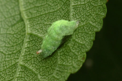Larve der Zweiband-Wiesenschwebfliege - Epistrophe eligans (G. Franke, 01.07.2021) Vielen Dank für die Bestimmung im Diptera-Forum