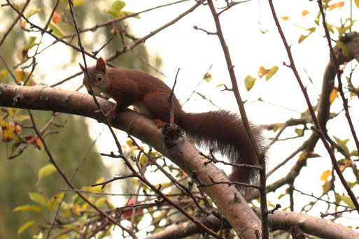 Eichhörnchen - Garten bei Karlsbad-Spielberg (G. Franke, 16.09.2021)