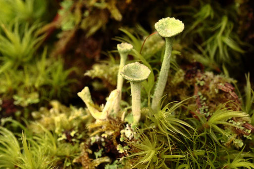 Trompeten-Becherflechte - Cladonia fimbriata; an einem Baumstubben im Mischwald zwischen Karlsbad Spielberg und K.-Ittersbach (G. Franke, 31.12.2021)