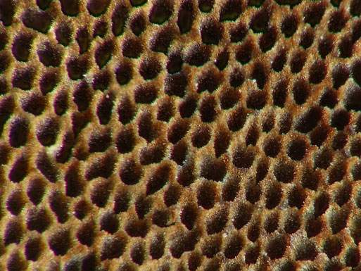 B. Miggel