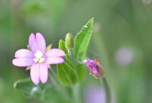 Dunkelgrünes Weidenröschen - Epilobium obscurum; Weggraben neben Wiese - südlich von Karlsbad-Spielberg (G. Franke, 23.08.2025)
