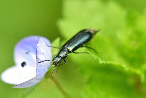 Blauer Wollhaarkäfer - Dasytes caeruleus; Waldwegrand bei Spielberg (G. Franke, 15.04.2026) Danke für die Bestimmungshilfe bei iNaturalist