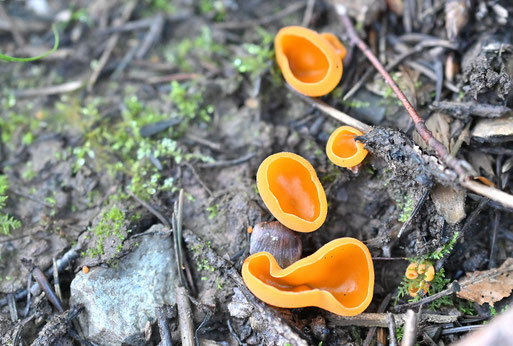 Gemeiner Orangebecherling - Mischwald bei Karlsbad-Spielberg (G. Franke, 01.10.2025)