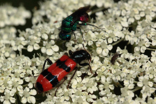 Der Gemeine Bienenkäfer (Trichodes apiarius) gemeinsam mit einer Gemeinen Goldwespe (Chrysis ignita) auf den Blüten der Wilden Möhre bei Spielberg (G. Franke, 29.07.2021)