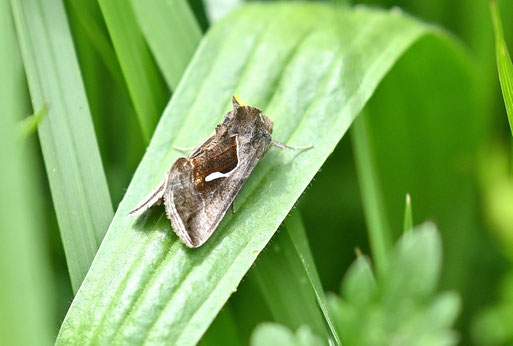 Schafgarben-Silbereule - Macdunnoughia confusa; Wiesenrand bei Karlsbad-Spielberg (G. Franke, 06.05.2026) Danke für die Bestimmungshilfe bei iNaturalist