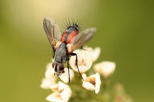 Rotgefleckte Raupenfliege - Eriothrix rufomaculatus; Garten bei Spielberg (G. Franke, 05.08.2019)