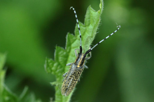 Scheckhorn-Distelbock - Agapanthia villosoviridescens; Waldwegrand zwischen Waldbronn-Reichenbach und W.-Etzenrot (G. Franke, 17.05.2020)