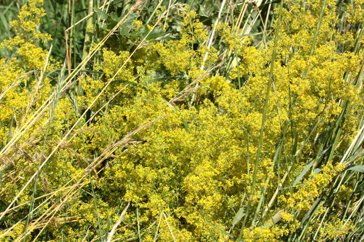 Echtes Labkraut - Galium verum; am Feldrand bei Auerbach (G. Franke, 03.07.2021)