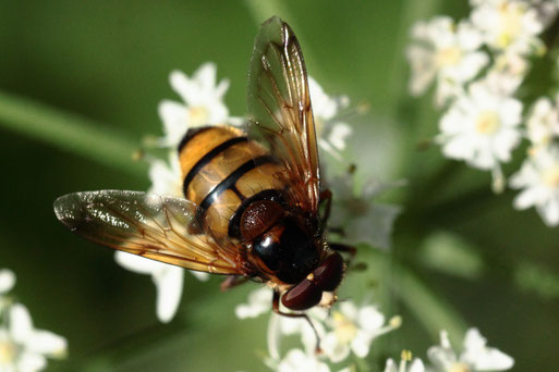 Gebänderte Waldschwebfliege - Volucella inanis; Waldwegrand bei Dennach (G. Franke, August 2020)