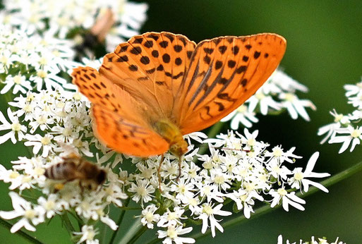 Kaisermantel (G. Franke)