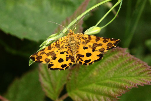 Pantherspanner - Pseudopanthera macularia; Streuobstwiesenrand am Wald südwestlich von Spielberg (G. Franke, 04.06.2022)