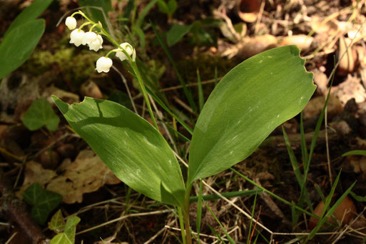 Maiglöckchen - Convallaria majalis - am Waldrand zwischen Auerbach und Keltern (G. Franke, 29.05.2021)