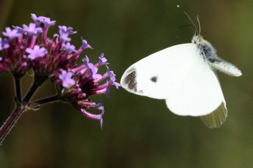 Karstweißling - Pieris mannii; Garten bei Spielberg (G. Franke, 14.09.2021) Die Art ist seit ca. 2000 in Baden-Württemberg zu finden - aus dem Süden eingewandert und leicht mit dem Kleinen Kohlweißling zu verwechseln