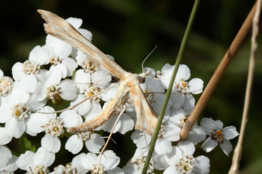 Schafgarben-Federmotte - Gillmeria pallidactyla; auf Schafgarbenblüten - Streuobstwiese südlich von Spielberg (G. Franke, 26.06.2022)