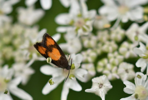 Bärenklauwickler - Pammene aurana; auf Wiesen-Bärenklau bei Karlsbad-Spielberg (G. Franke, 30.06.2026)