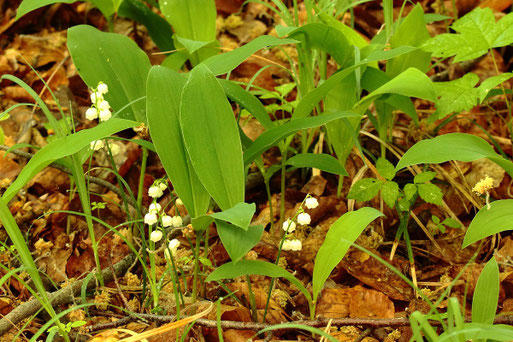 Maiglöckchen - Convallaria majalis; bei Dietlingen (G. Frankem, 29.04.2018)