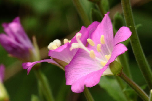 Blüten des Rauhaarigen Weidenröschens - Epilobium hirsutum - bei Straubenhardt-Feldrennach, Waldwegrand (G. Franke, 04.08.2017)