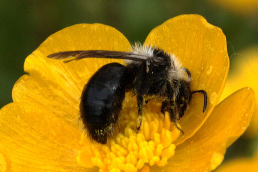 Graue Sandbiene - Andrena cineraria; in einer Hahnenfußblüte - Streuobstwiese südlich von Spielberg (G. Franke, 01.05.2022)