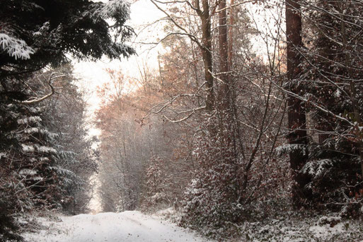 4. Advent - Winterwald bei Karlsbad-Spielberg (G. Franke, 18.12.2022)