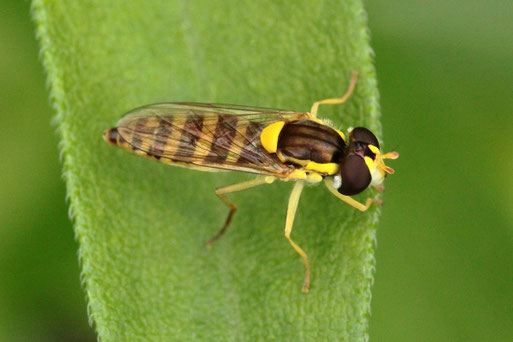 Gemeine Stiftschwebfliege - Sphaerophoria scripta, weiblich; bei Spielberg (G. Franke, 01.07.2021)