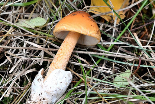 Orange-gelber Scheidenstreifling (G. Franke, 04.10.2025)