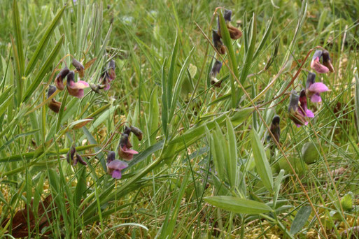 Berg-Platterbse - Lathyrus linifolius; Wegböschung am Waldrand zwischen Karlsbad-Auerbach und Keltern-Weiler (G. Franke, 08.05.2021)
