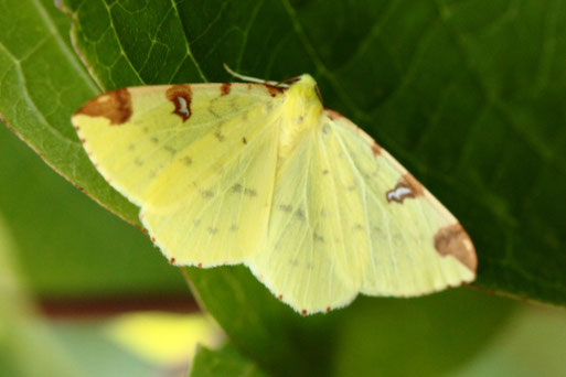 Gelbspanner - Opisthograptis luteolata; Gehölzstreifen neben Streuobstwiese südlich von Spielberg (G. Franke, 10.08.2022)