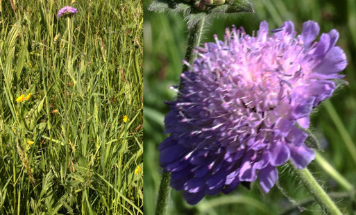 Acker-Witwenblume - Knautia arvensis; Streuobstwiese südlich von Spielberg - die ersten Blüten öffnen sich (G. Franke, 11.05.2022)