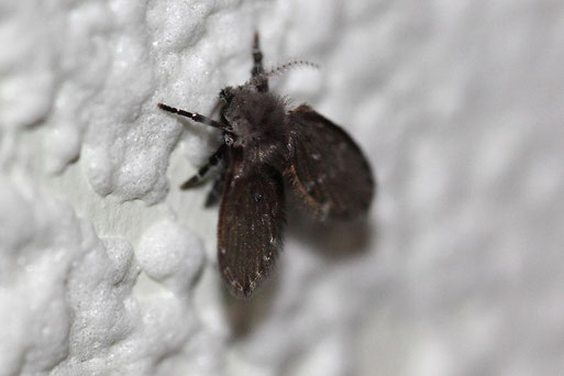 Schmetterlingsmücke unbest. - Psychodidae sp.; Hauswand in Spielberg (G. Franke, 15.08.2019) Flügelspannweite ca. 4 - 5 mm