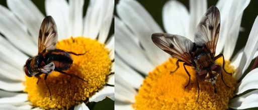 Breitflügelige Raupenfliege - Ectophasia crassipennis; Streuobstwiese südwestlich von Spielberg (G. Franke, 25.05.2022)