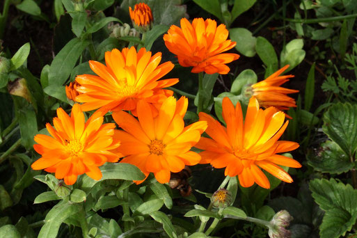 Ringelblumen (Calendula) im naturnahen Garten (G. Franke, Spielberg, 06.10.2022)