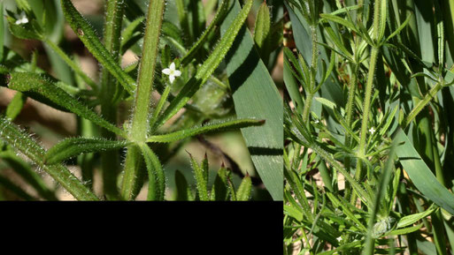 Kletten-Labkraut - Galium aparine; Ackerrand bei Langensteinbach (G. Franke, 01.06.2021)
