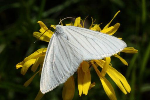 Weißer Linienspanner (Hartheuspanner) - Siona lineata; Magerwiese bei Keltern am Kesselberg (G. Franke, 21.05.2018)