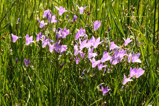 Wiesen-Glockenblumen - Campanula patula; Streuobstwiese südlich von Spielberg (G. Franke, 15.05.2022)