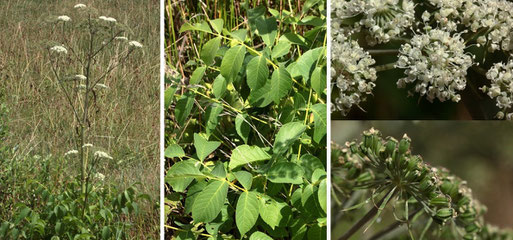 Gewöhnliche Engelwurz - Angelica sylvestris; Streuobstwiesenrand südlich von Spielberg - am Weggraben (G. Franke, 26.07.2022)