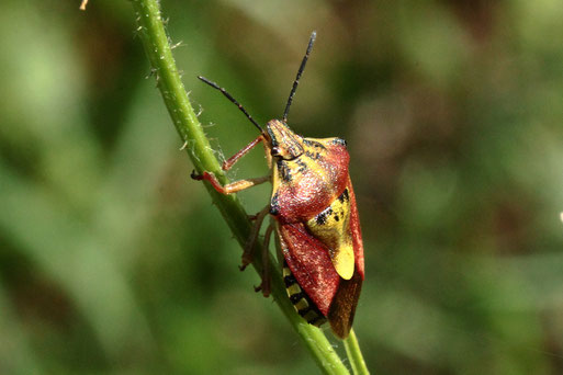 Bunte Blattwanze - Elasmostethus interstinctus; Streuobstwiese südlich von Spielberg (G. Franke, 20.07.2022)