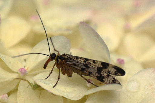 Weiden-Skorpionsfliege - Panorpa vulgaris; im Garten - ruht auf Hortensienblüten (G. Franke, 28.08.2021)