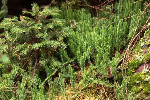 Sprossender Bärlapp - Lycopodium annotinum, Talgrund zwischen Karlsbad-Spielberg und K.-Ittersbach in Nähe Katzenbach und Diebswiesen - Mischwald, moosbewachsener Waldboden (G. Franke, 23.01.2022)