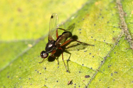 Flügelpunkt-Schwingfliege  - Sepsis punctum, auf dem Blatt eines Haselnussstrauches bei Karlsbad-Spielberg, ca. 3 - 4 mm lang (G. Franke, 26.10.2019)
