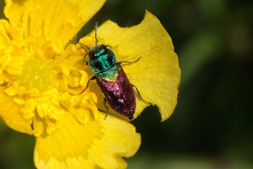Bunter Apfelbaumprachtkäfer - Anthaxia suzannae, Streuobstwiese bei Spielberg (G. Franke, 22.05.2019)