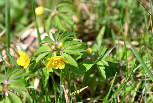 Gelbes Windröschen (Gelbe Anemone) - Anemonoides ranunculoides; bei Marxzell-Pfaffenrot (G. Franke, 27.03.2026)