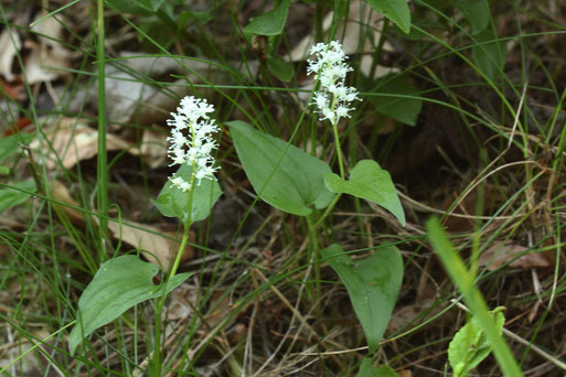 Schattenblümchen - Maianthemum bifolium; beim Käpple/ Loffenau (G. Franke, Mai 2018)