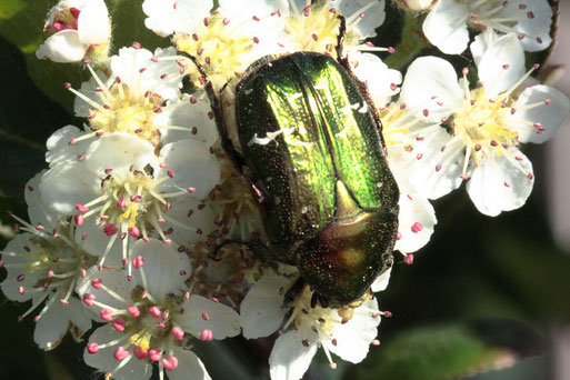 Gemeiner Rosenkäfer - Cetonia aurata; Garten bei Spielberg (G. Franke, 23.04.2020)