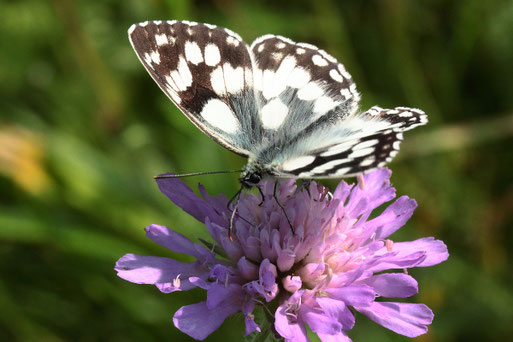 Schachbrett - Melanargia galathea; Karlsbad (G. Franke) zu finden auf den Streuobstwiesen u. Wiesen bei Karlsbad und Waldbronn, häufig auch auf Magerwiesen bei Keltern im südlichen Kraichgau